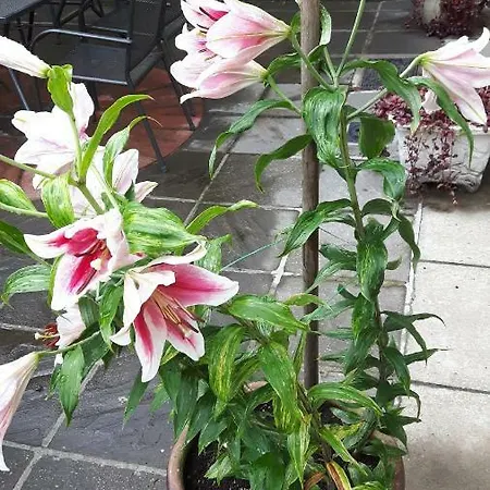 Bed and Breakfast Scapaflow 3*