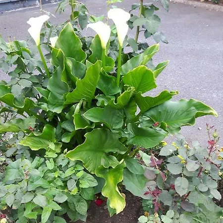 Scapaflow O'Briensbridge