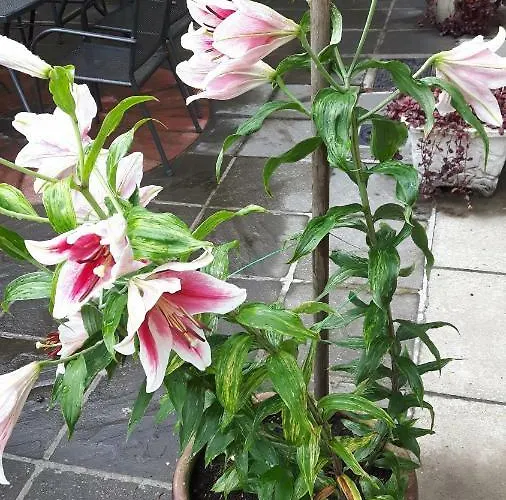 Bed & Breakfast Scapaflow 3*