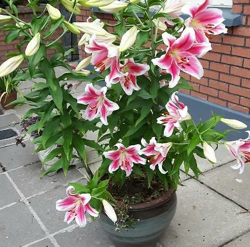 Bed & Breakfast Scapaflow