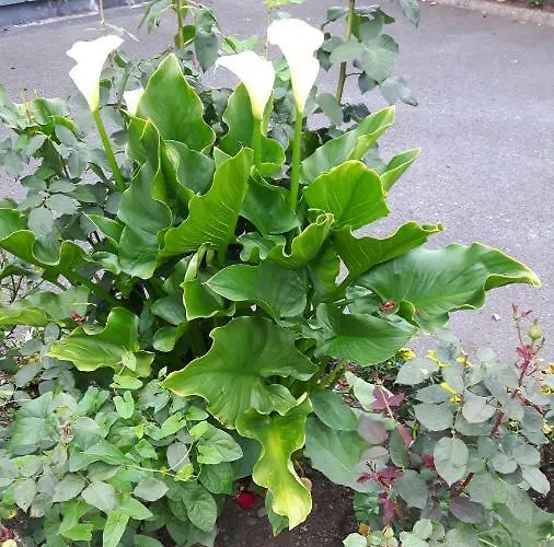 Scapaflow O'Briensbridge